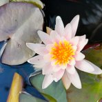 Lekno (Nymphaea) ´FABIOLA´ - ⌀ 5-10 cm, kont. P11
